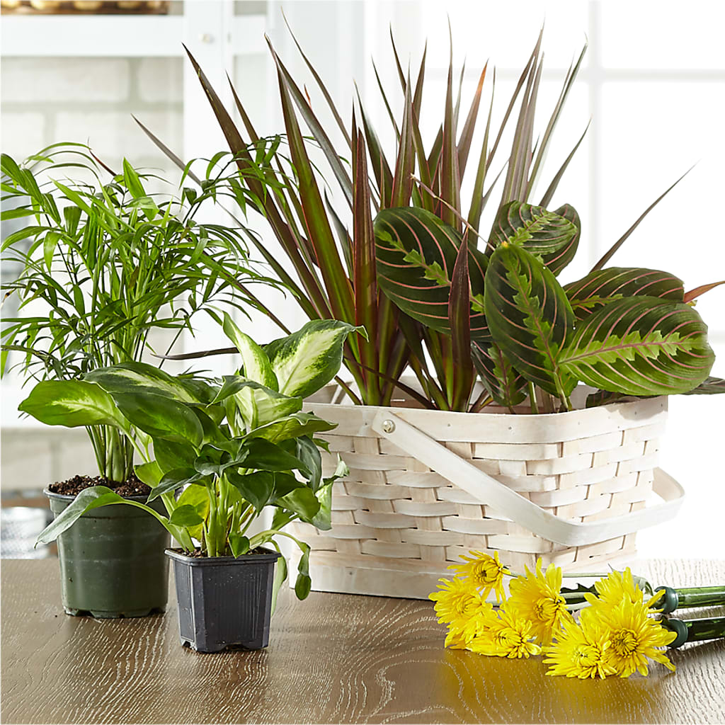 Florist Designed Blooming and Green Plants in a Basket – Peebles Flower Shop Llc, Peebles OH